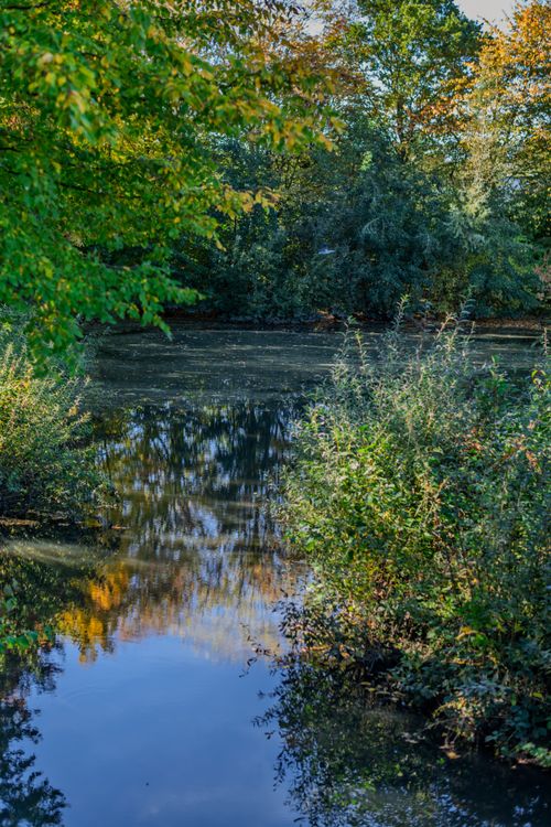 Free A peaceful pond scene in autumn with vibrant reflections and lush greenery under a clear sky. Stock Photo