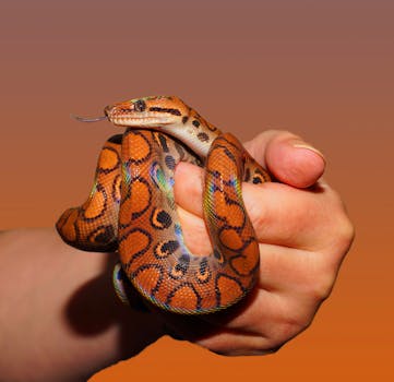 Person Holding Red and Black Snake