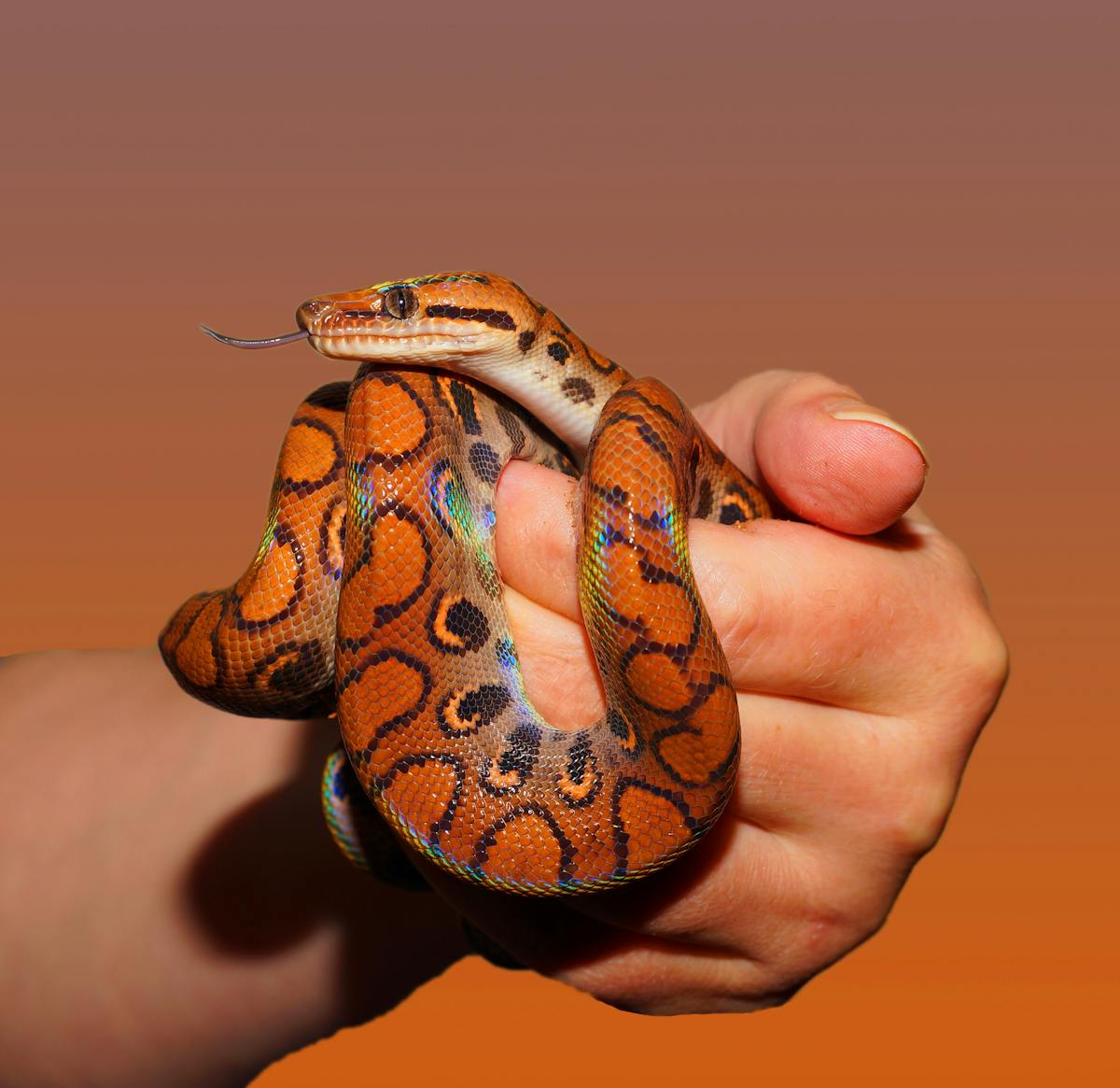 Rainbow boa snake close-up