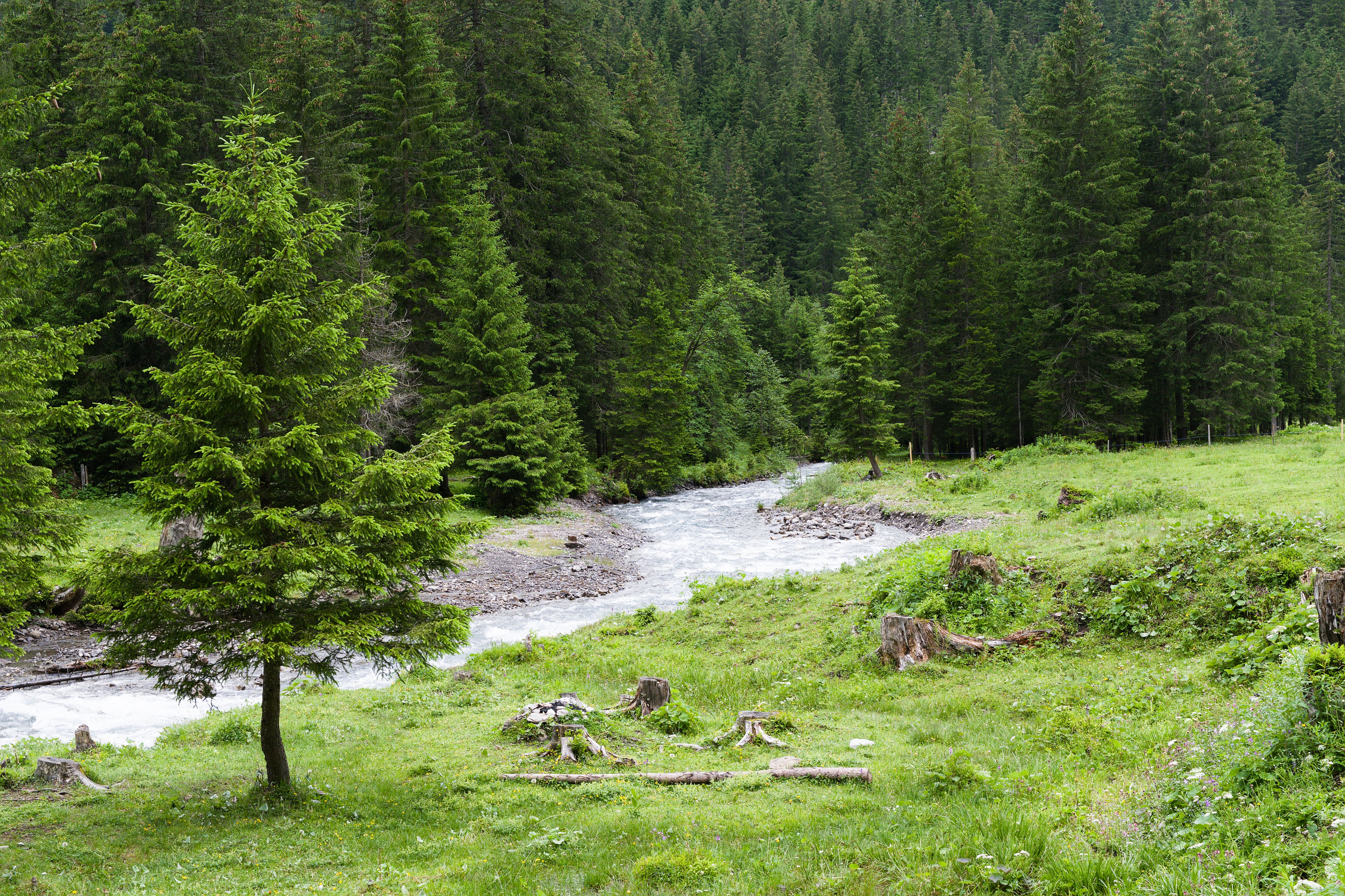 Lush Summer Alpine Forest Stream in Switzerland · Free Stock Photo