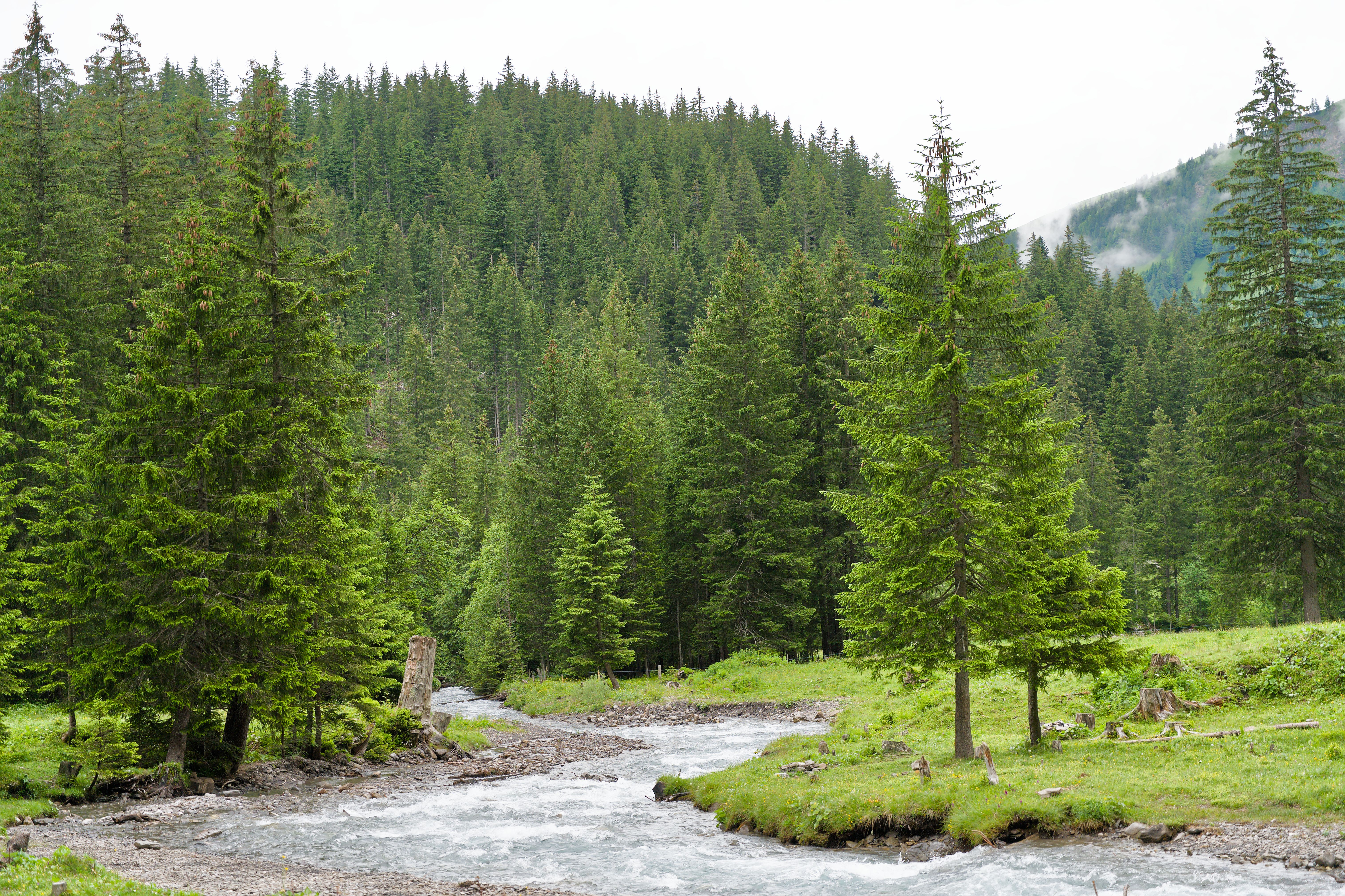 Lush green Alpine forest with a clear river flowing gently through, capturing summer's tranquility.