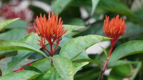 Free Close-up of vibrant orange Ixora flowers surrounded by lush green leaves. Stock Photo