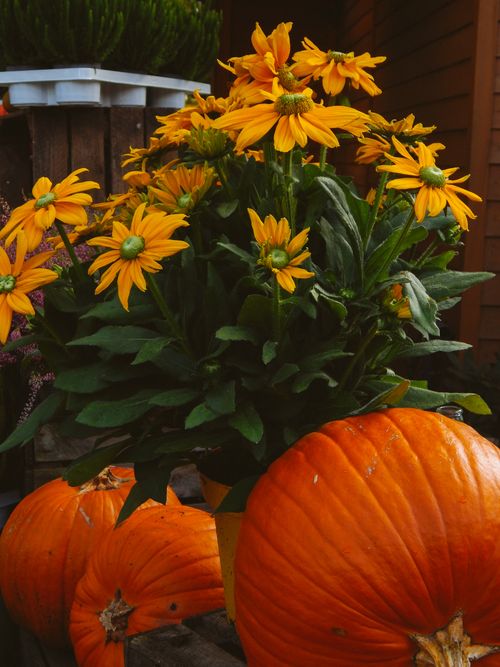 Free Bright yellow daisies paired with orange pumpkins in an outdoor autumn setting. Stock Photo