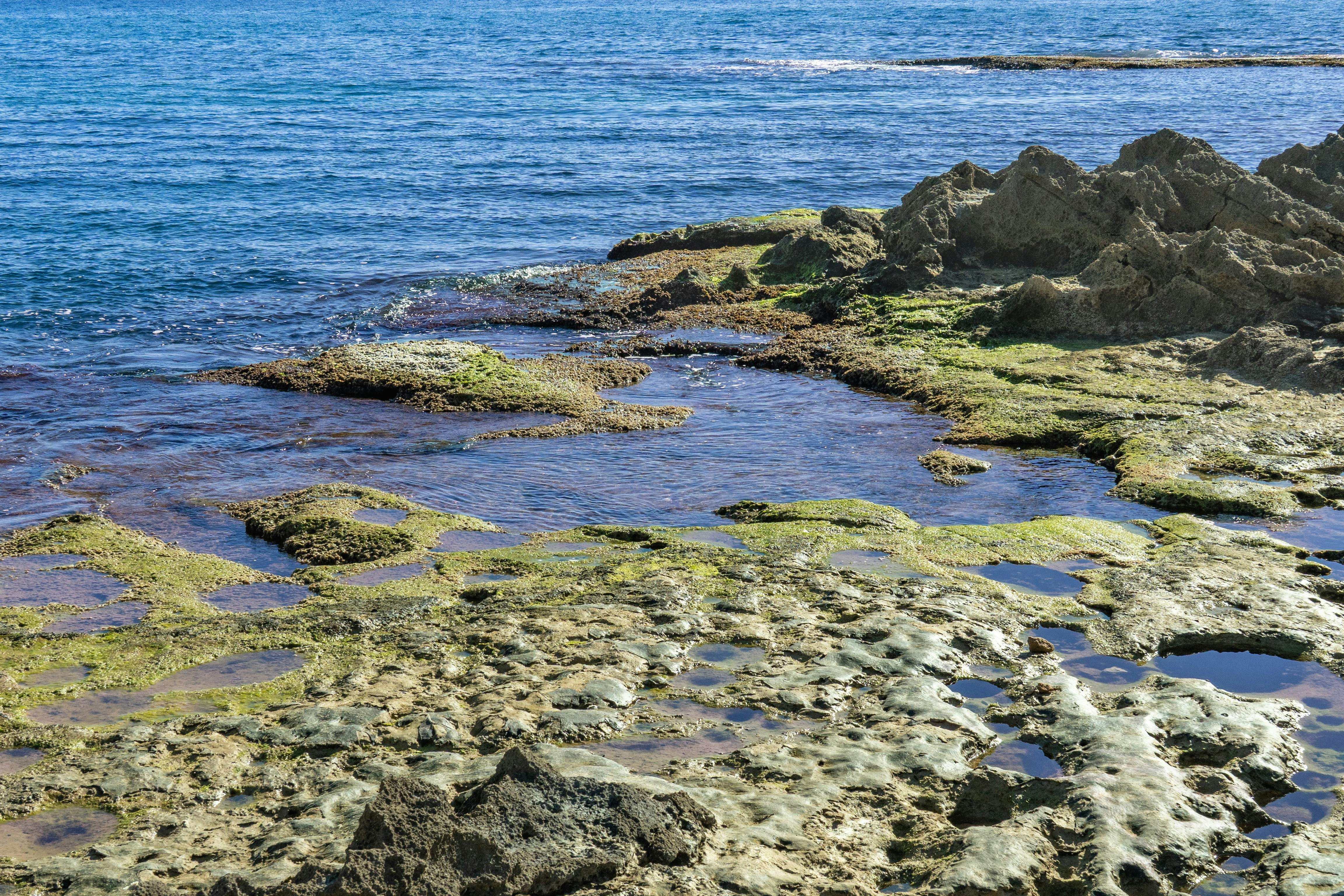 Explore the rocky shoreline with vibrant seaweed at Torrevieja's stunning coastline in the mid-day sun.