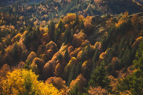 Free Stunning fall foliage in a forest, showcasing vivid autumn colors. Stock Photo