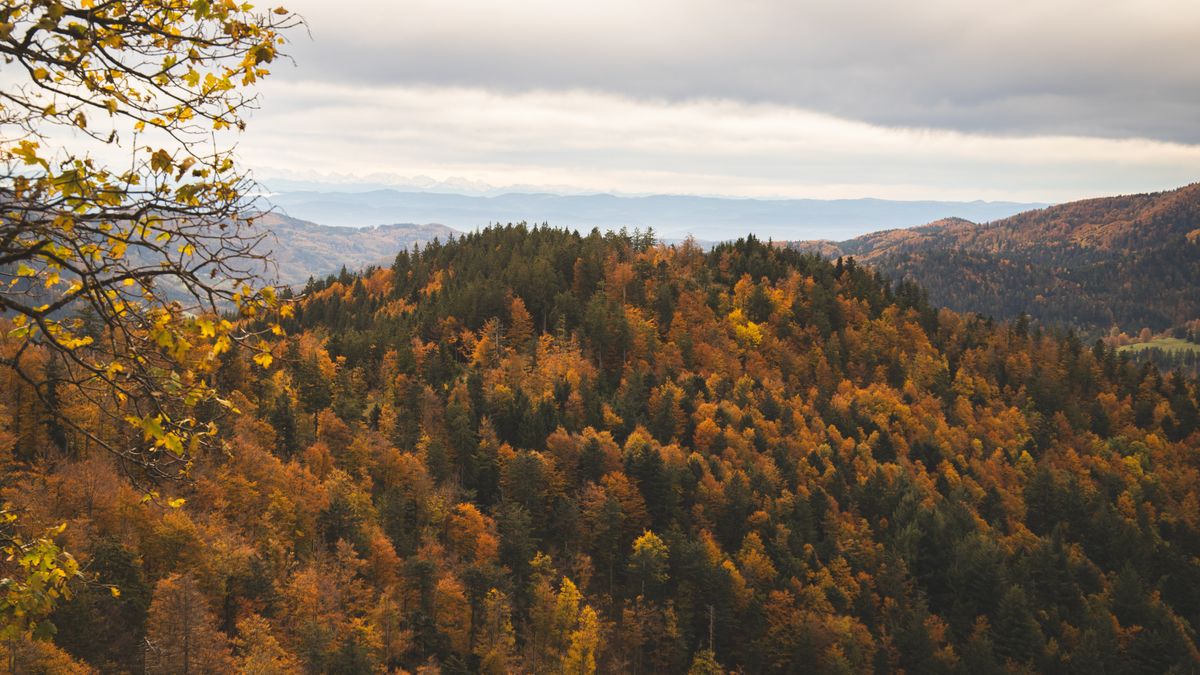Itinéraire de randonnée photographique au Pic Saint-Loup : capturer les couleurs dautomne