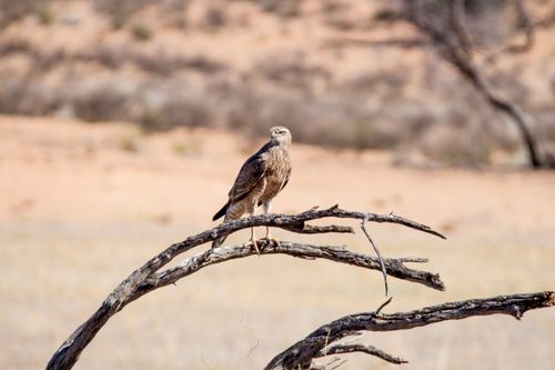 Free Hawk perched gracefully on a dry branch against a desert backdrop, showcasing wildlife in a natural habitat. Stock Photo