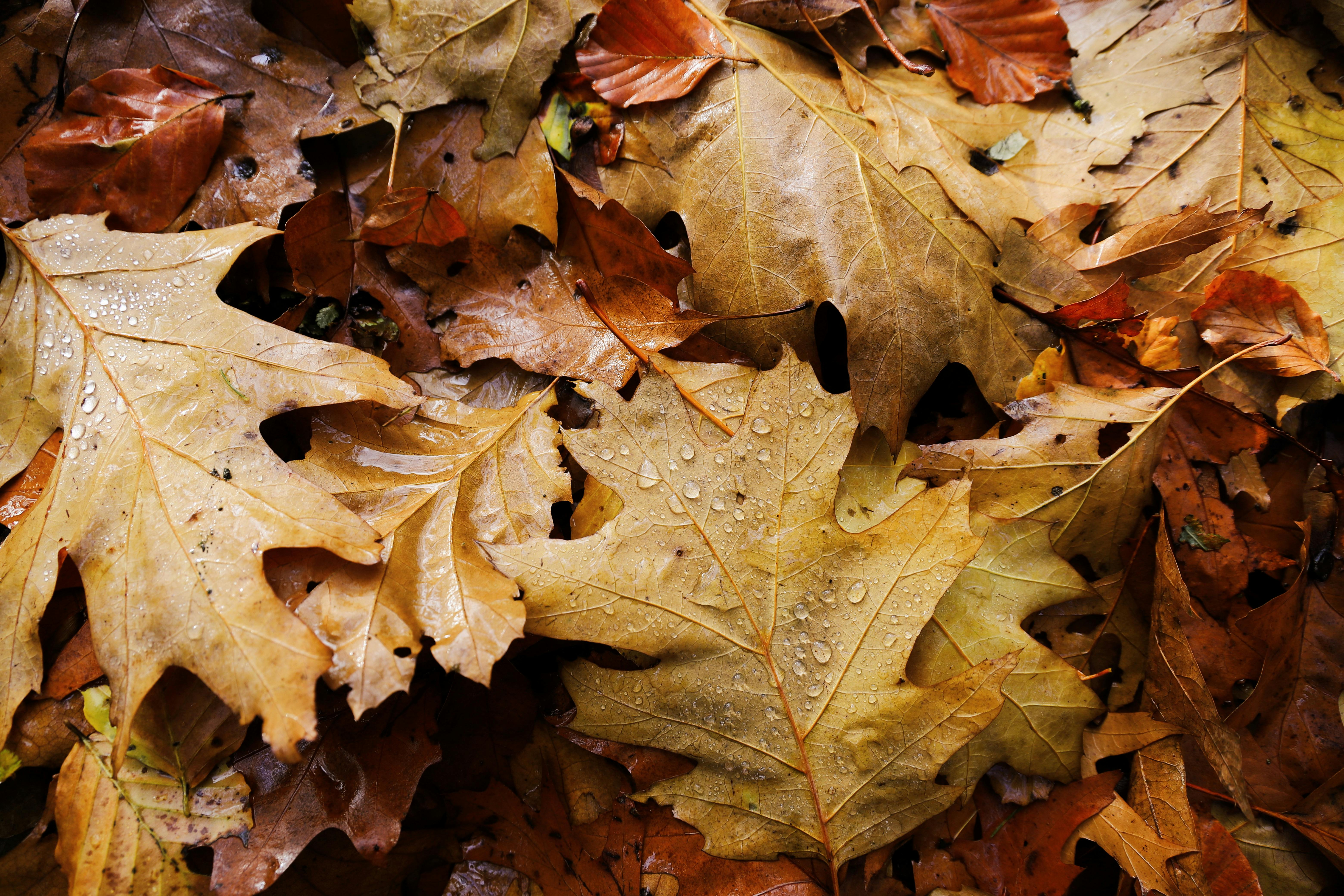 Close-up of wet autumn leaves with visible dew drops. Captures the essence of fall.