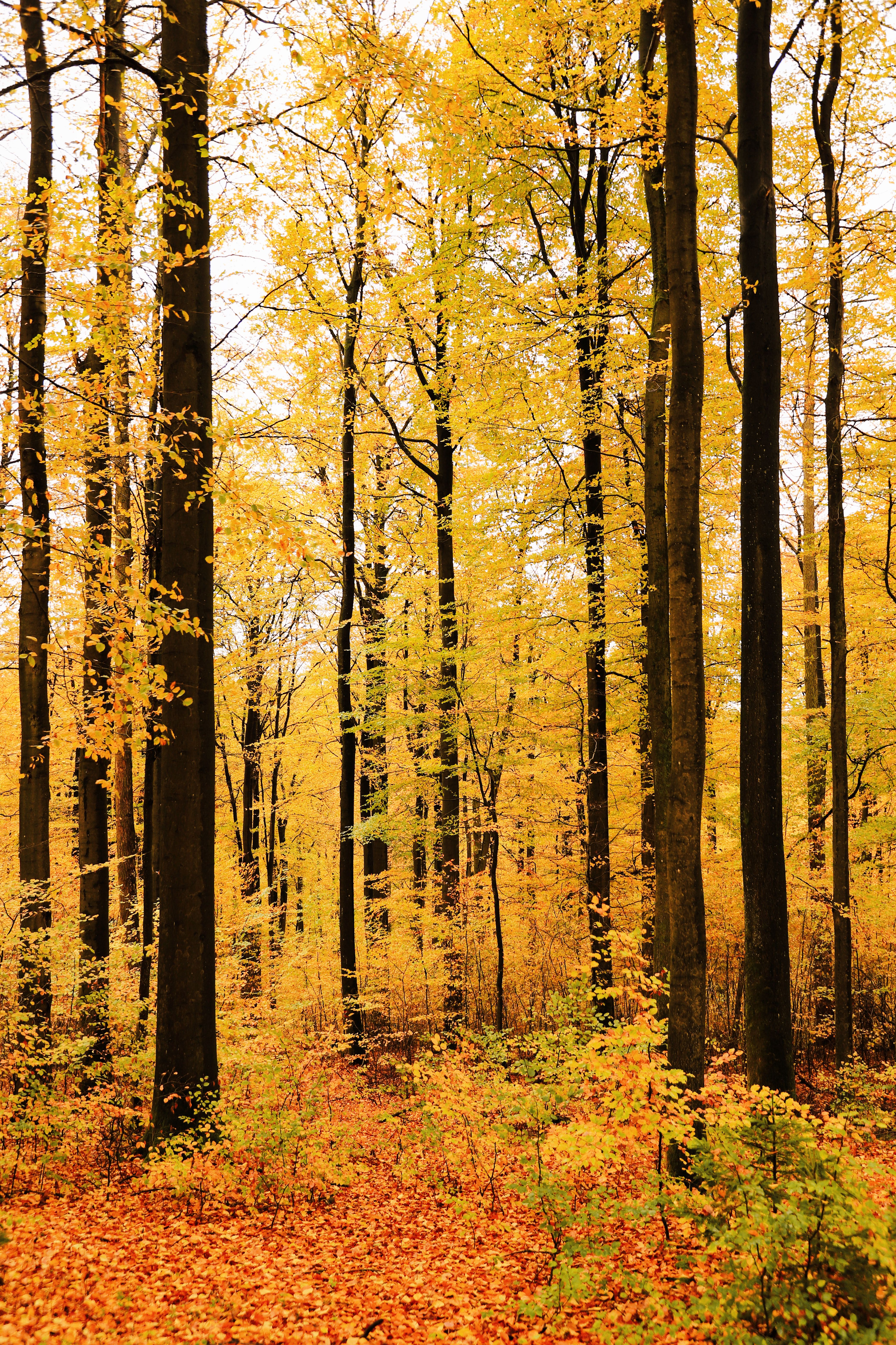 Forêt D'automne Au Feuillage Jaune Vif · Photo gratuite