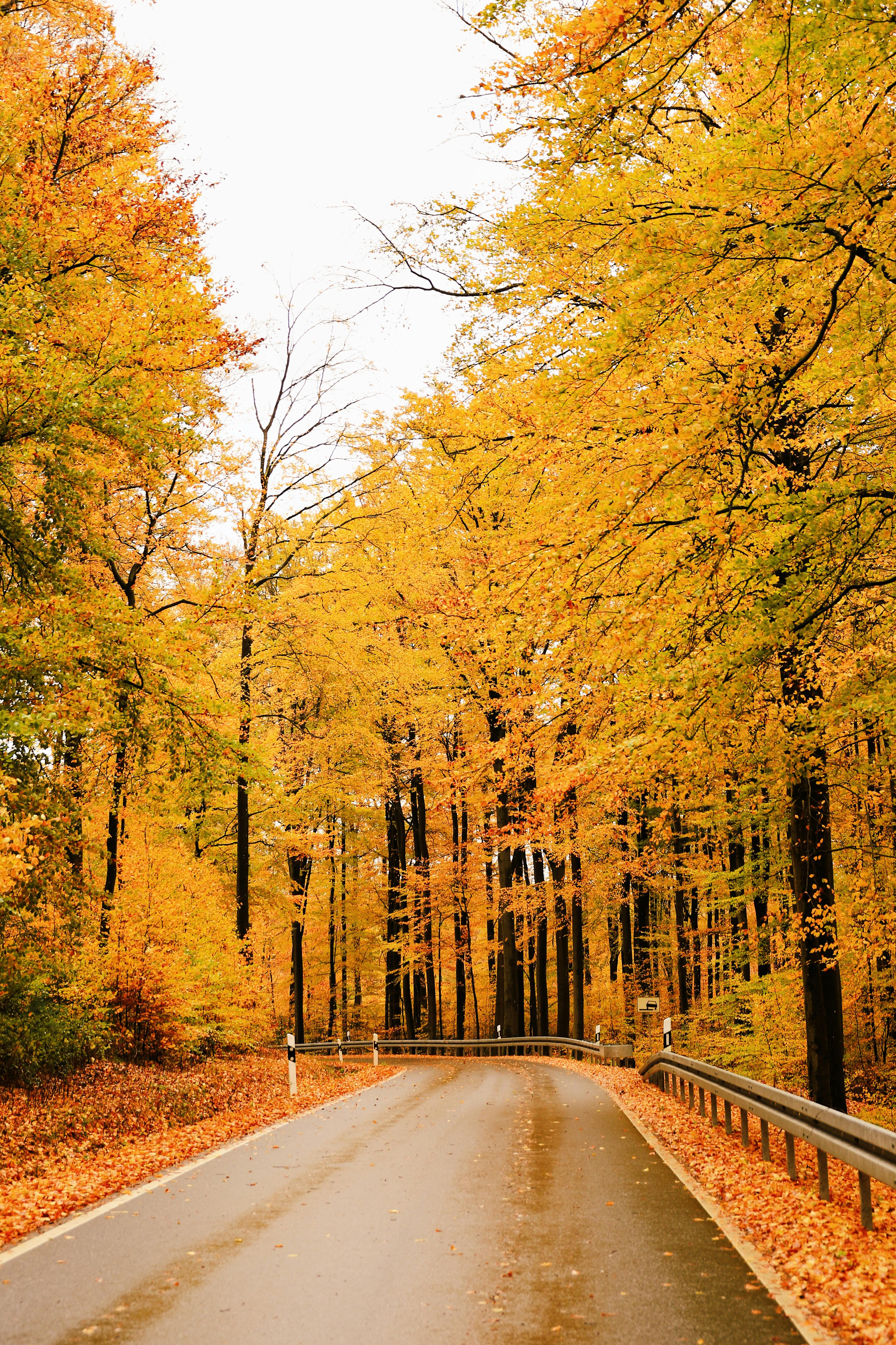 Quiet country road surrounded by vibrant autumn foliage in fall.