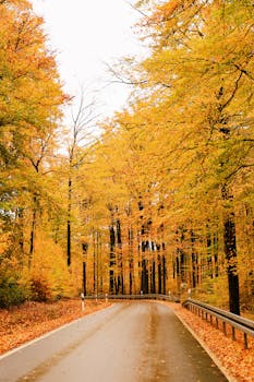 Quiet country road surrounded by vibrant autumn foliage in fall.