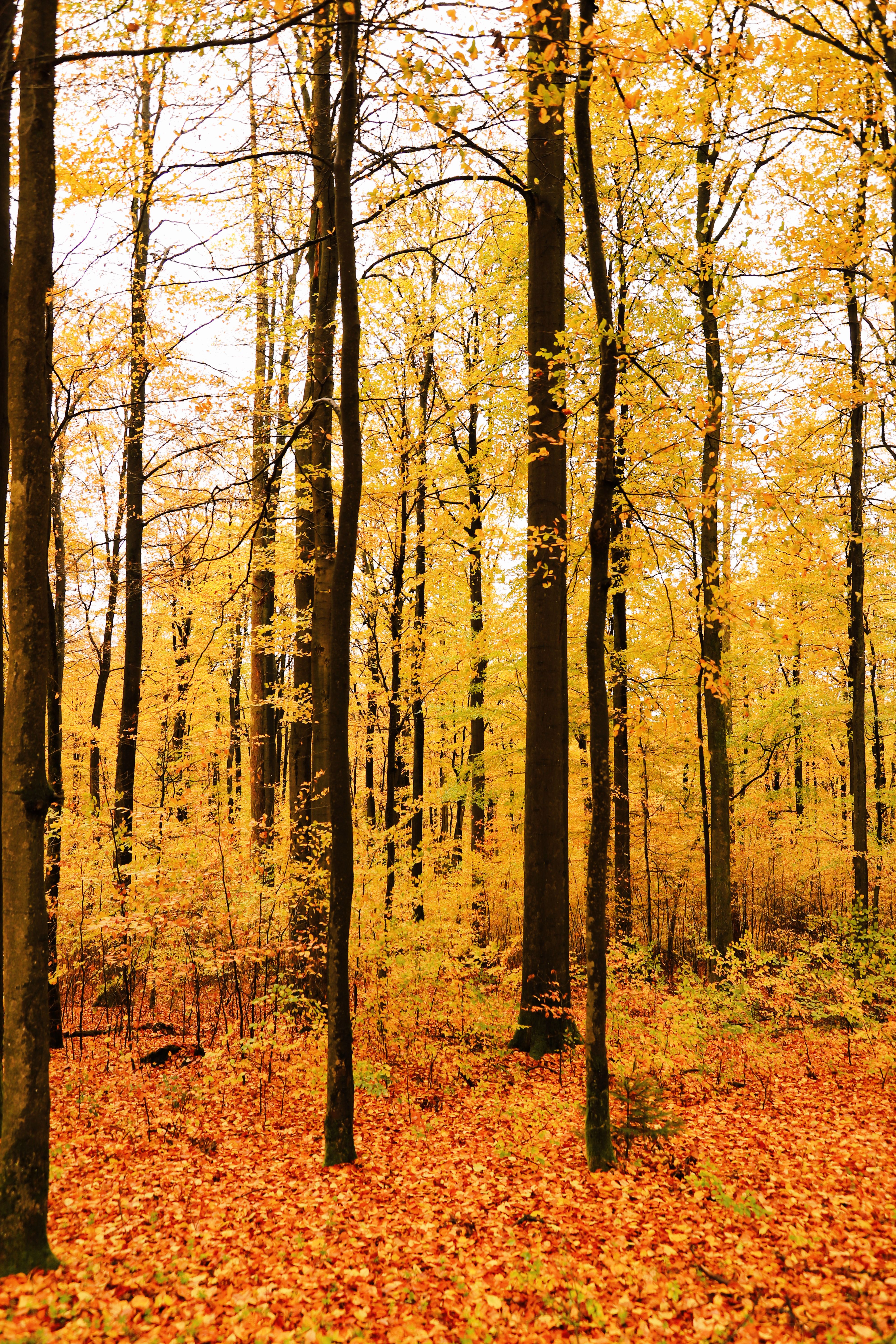 Golden autumn forest with fallen leaves carpeting the ground in warm light