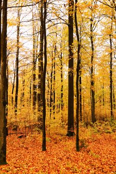 Autumn forest scene with golden leaves, tall trees, and a carpeted forest floor.