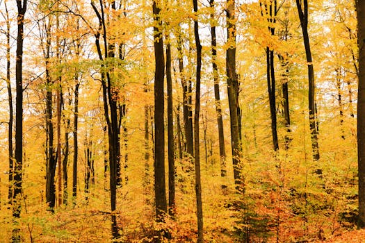 A serene autumn forest with vibrant yellow and orange foliage, creating a warm seasonal glow.