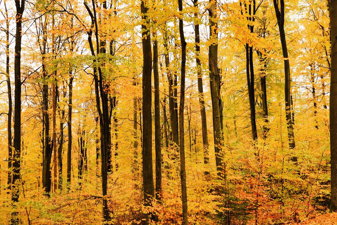 Golden Autumn Forest with Vibrant Foliage · Free Stock Photo