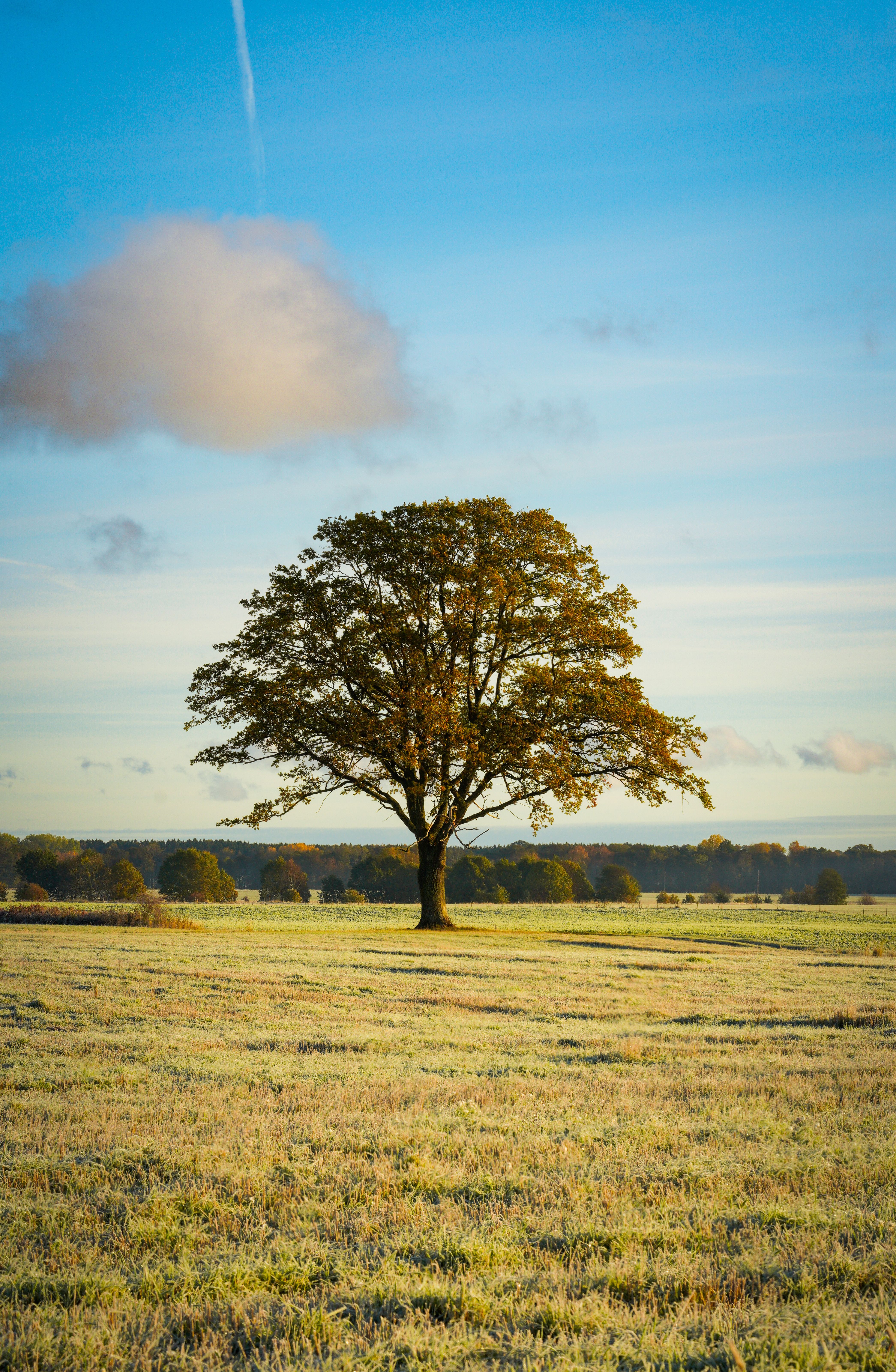 Serene Autumn Landscape with Lone Tree · Free Stock Photo