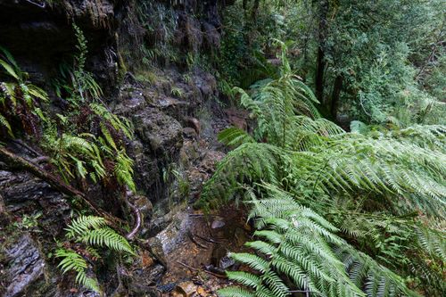 Free Vibrant green ferns surround a gentle waterfall in Tasmania's lush forest, creating a serene natural scene. Stock Photo
