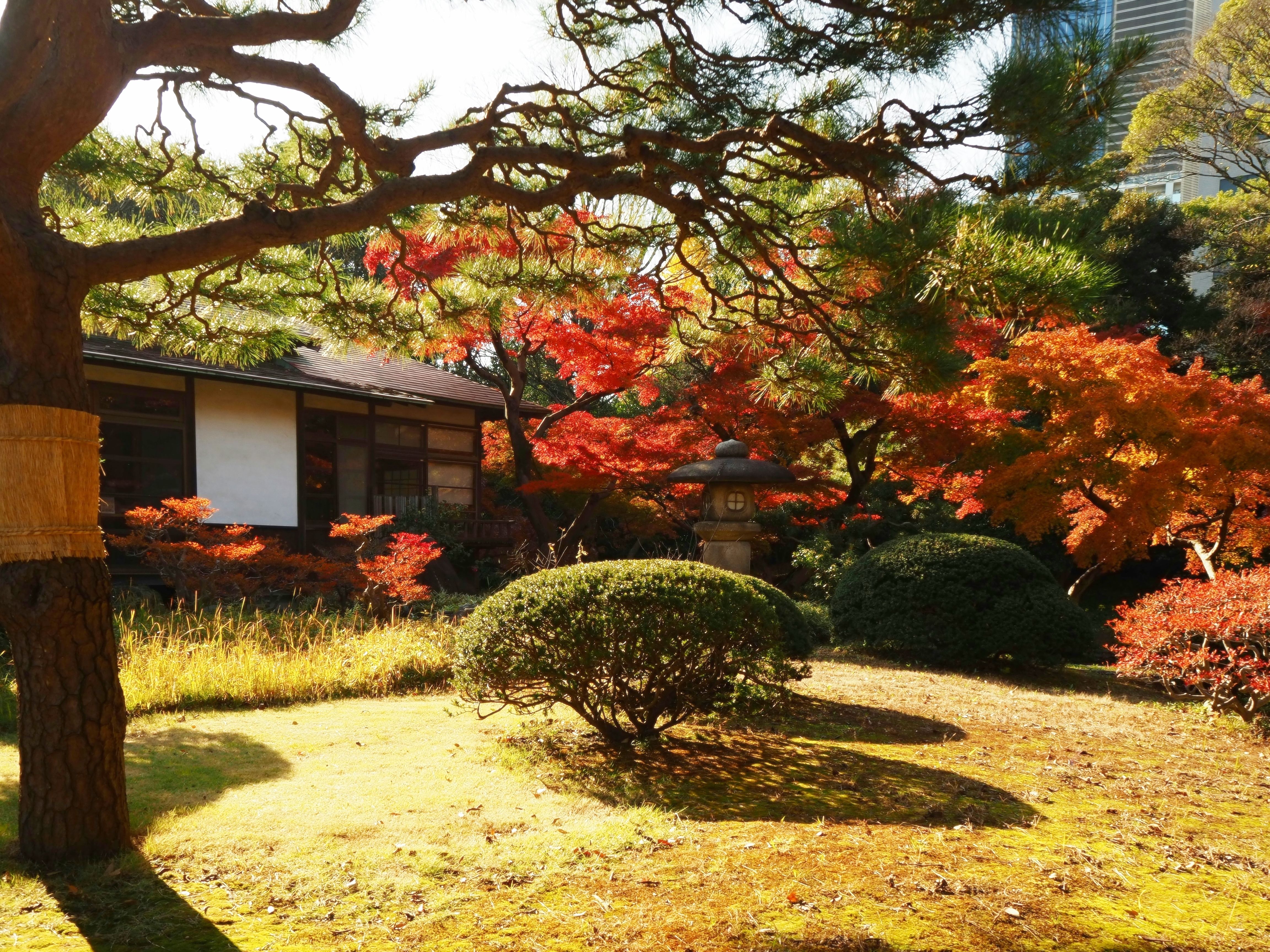 Experience tranquility in a traditional Japanese garden during fall in Tokyo, Japan.