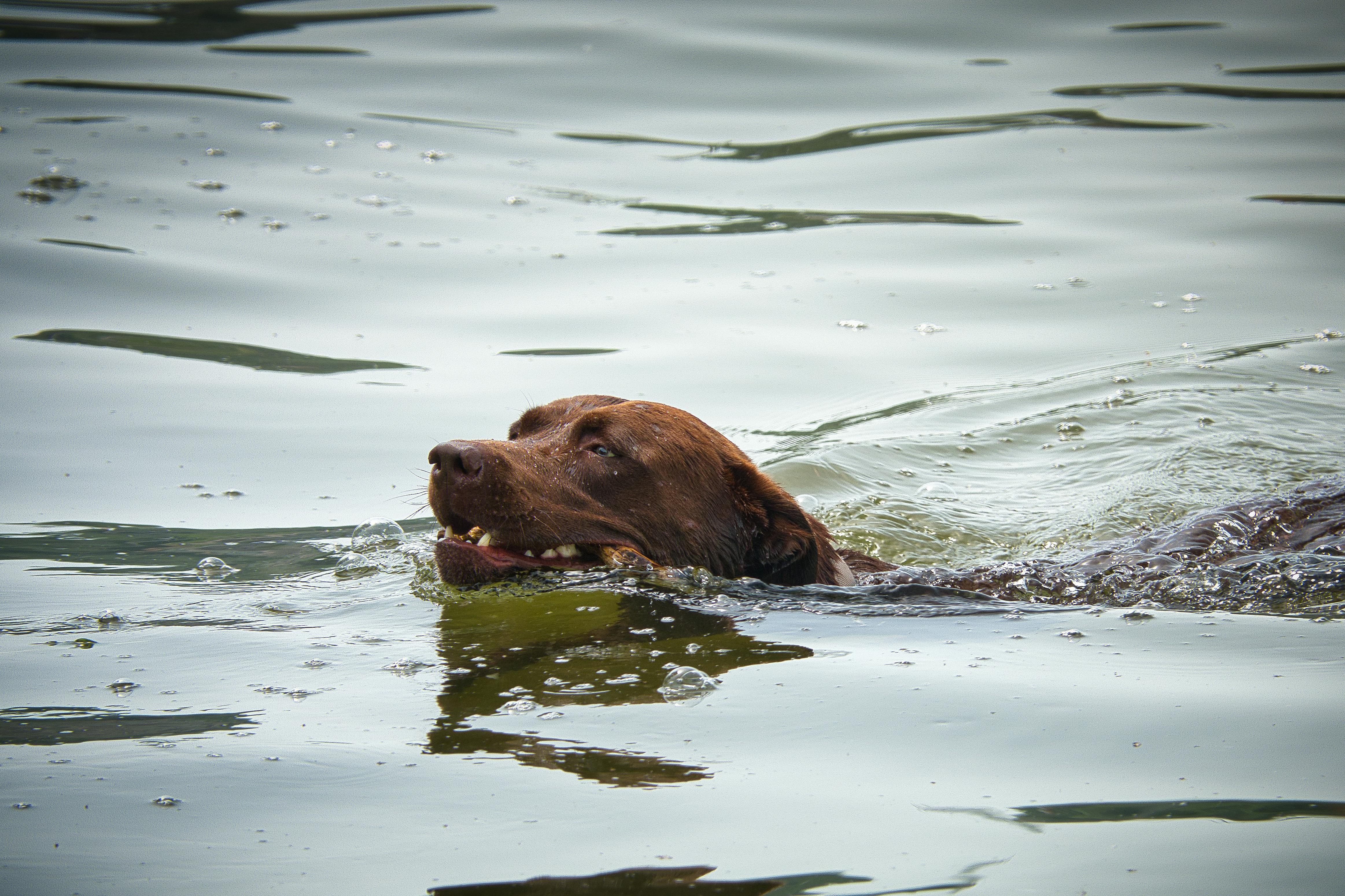 A Labrador Retriever gracefully swimming in the calm waters of Ammersee, Bavaria, Germany.