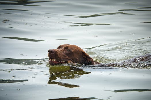 austin lake dog swimming
