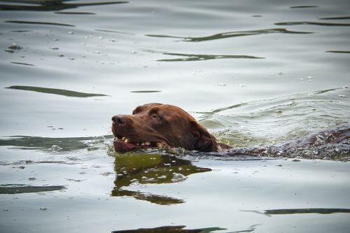 Free A Labrador Retriever gracefully swimming in the calm waters of Ammersee, Bavaria, Germany. Stock Photo