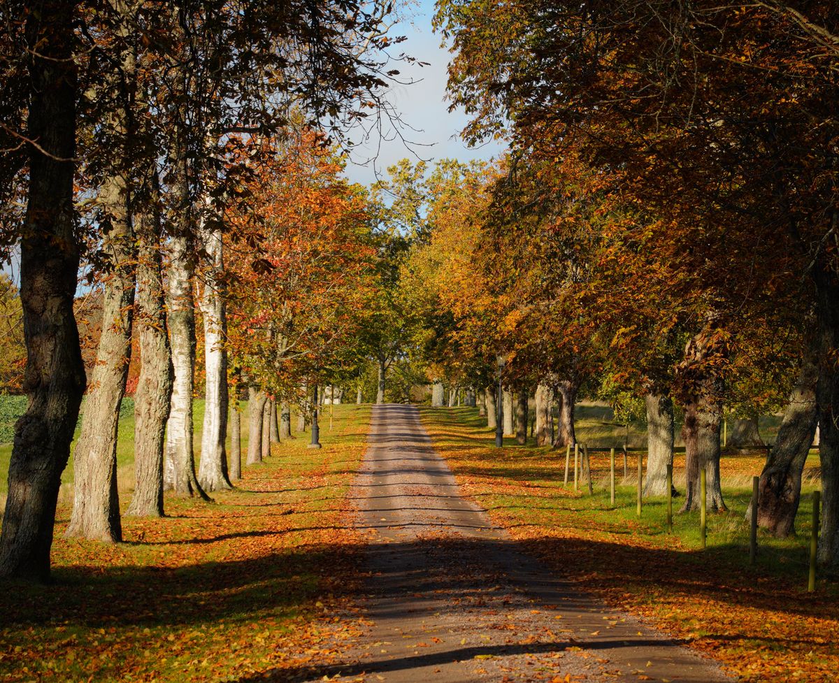 Deciduous Path An Unpaved Pathway Between Deciduous Trees · Free Stock Photo