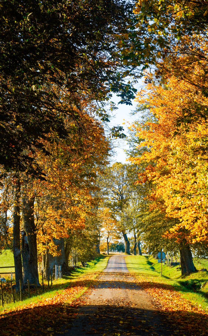 Golden autumn tree-lined avenue