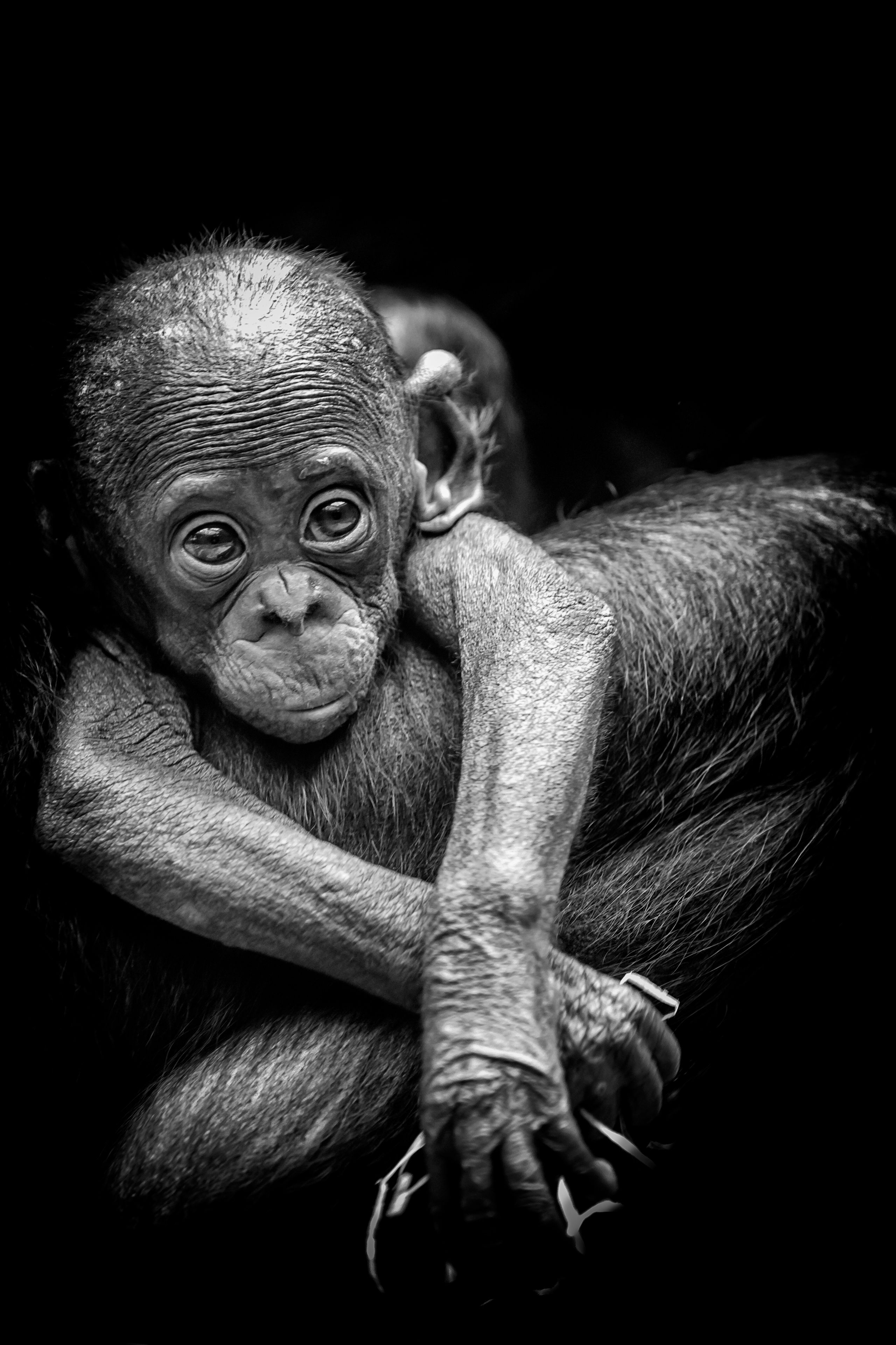 Captivating black and white image of a baby orangutan embracing an adult.