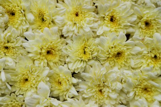 Top view of vibrant yellow chrysanthemums, showcasing their detailed petals and bright color.