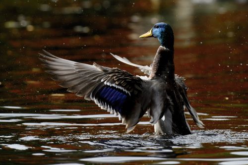 Free A mallard duck spreads its wings on a serene lake in Ontario, capturing nature's beauty. Stock Photo