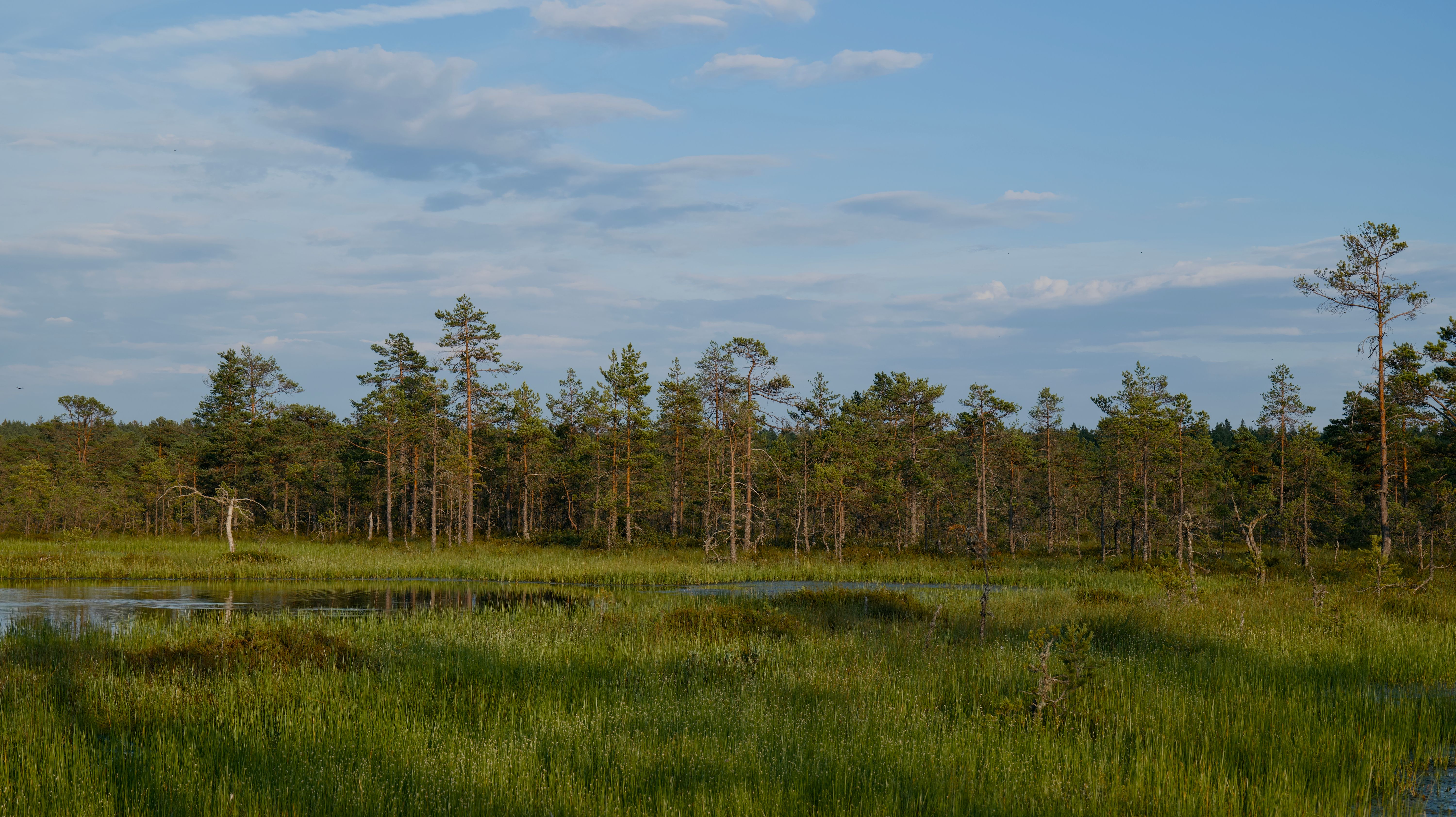 Peaceful wetland scene featuring lush greenery and tall pine trees under a clear blue sky.