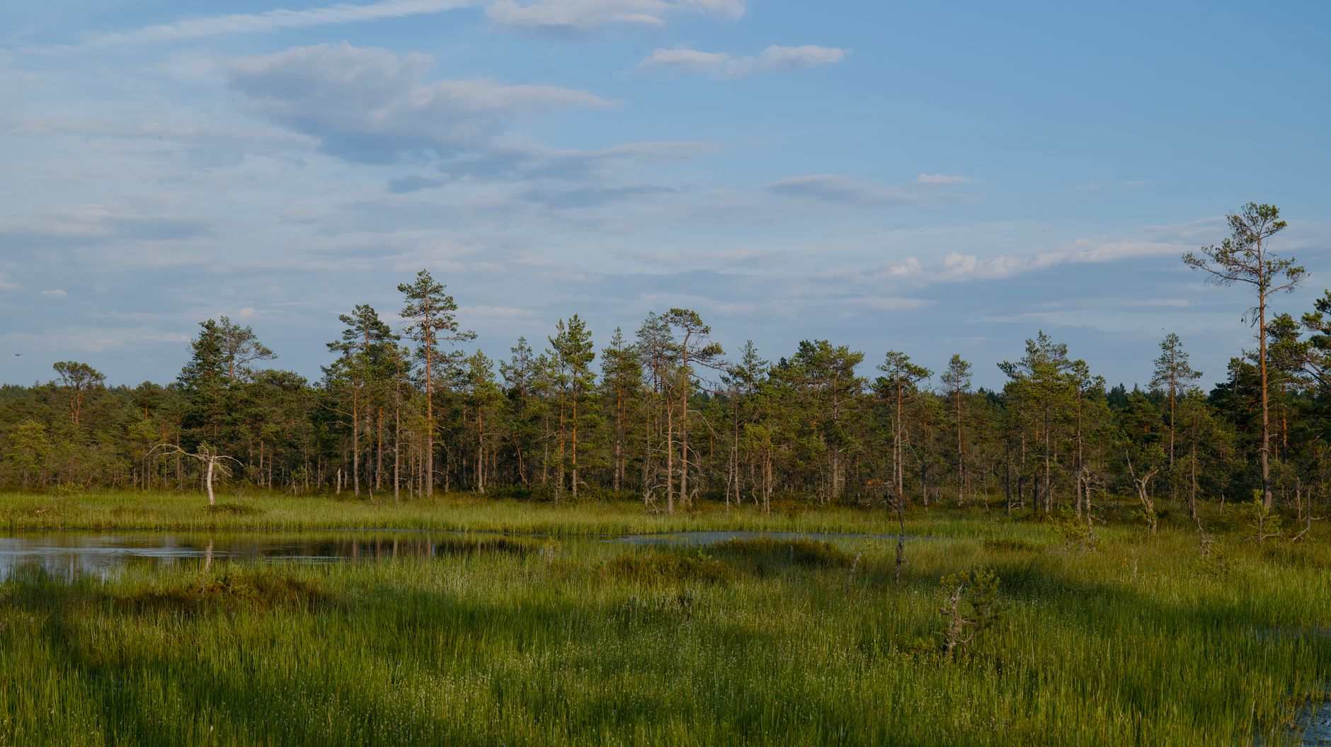 Peaceful wetland scene featuring lush greenery and tall pine trees under a clear blue sky.