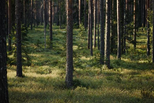 A serene sunlit forest with tall coniferous trees and lush greenery, capturing nature's beauty.