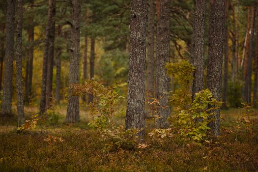 Tranquil autumn woodland scene with colorful foliage and tall trees. Perfect for nature enthusiasts.