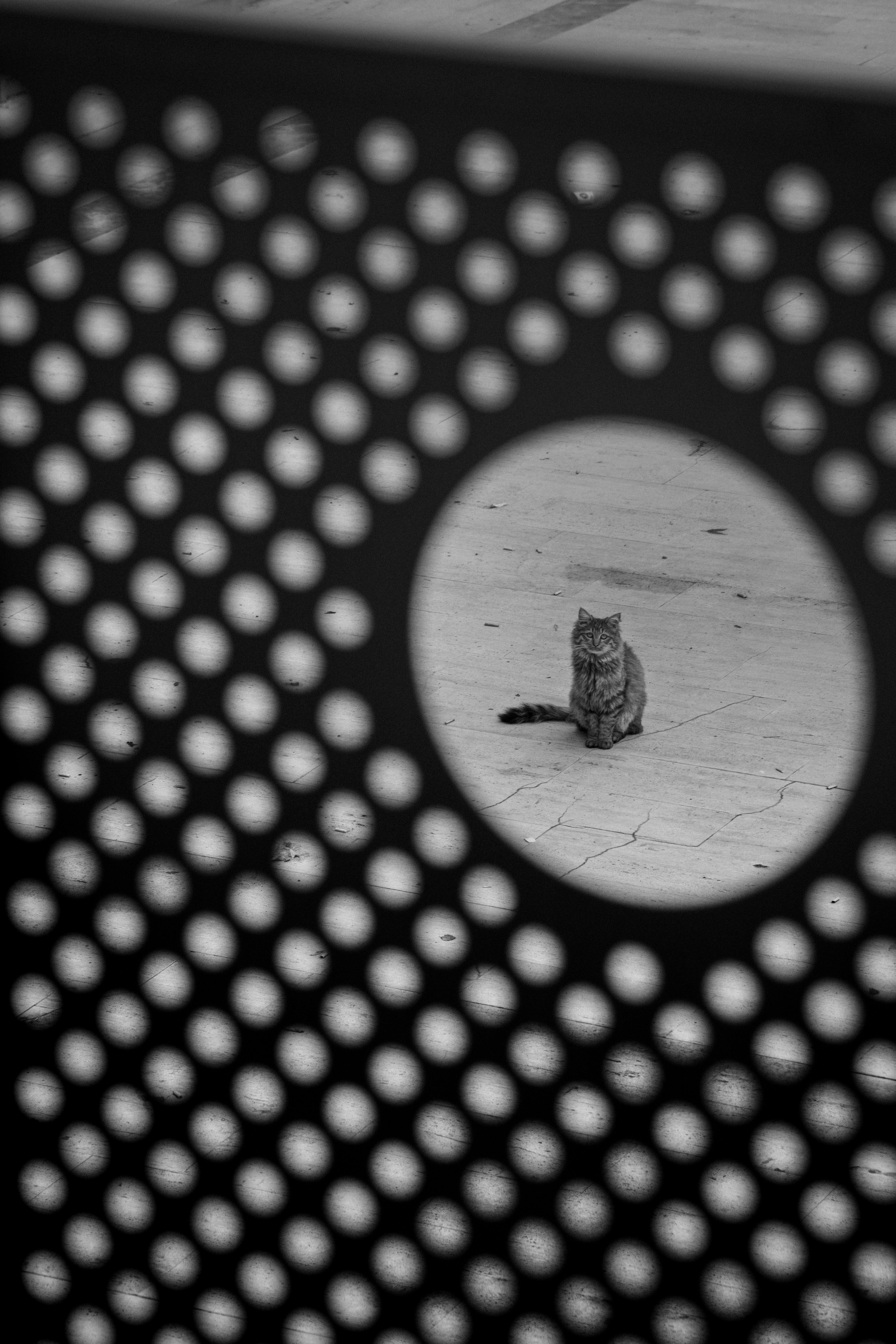 A solitary cat sits on a pavement, framed by a bold dotted pattern in black and white.