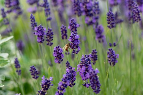 Free A honeybee collects nectar from vivid blooming lavender, showcasing nature's beauty and pollination. Stock Photo