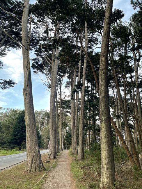 Presidio Ecology Trail loop