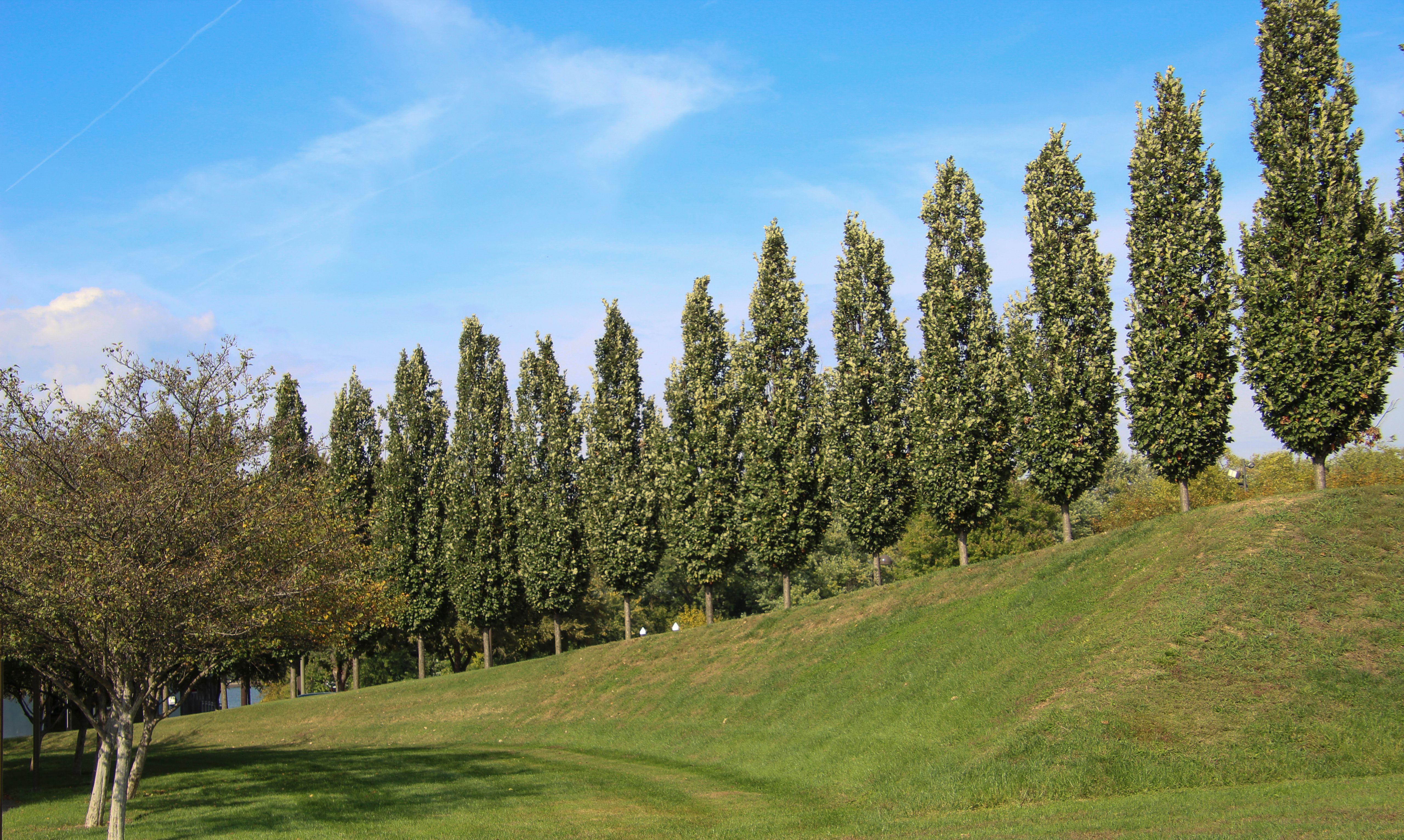 Row of Tall Poplar Trees in Scenic Park · Free Stock Photo