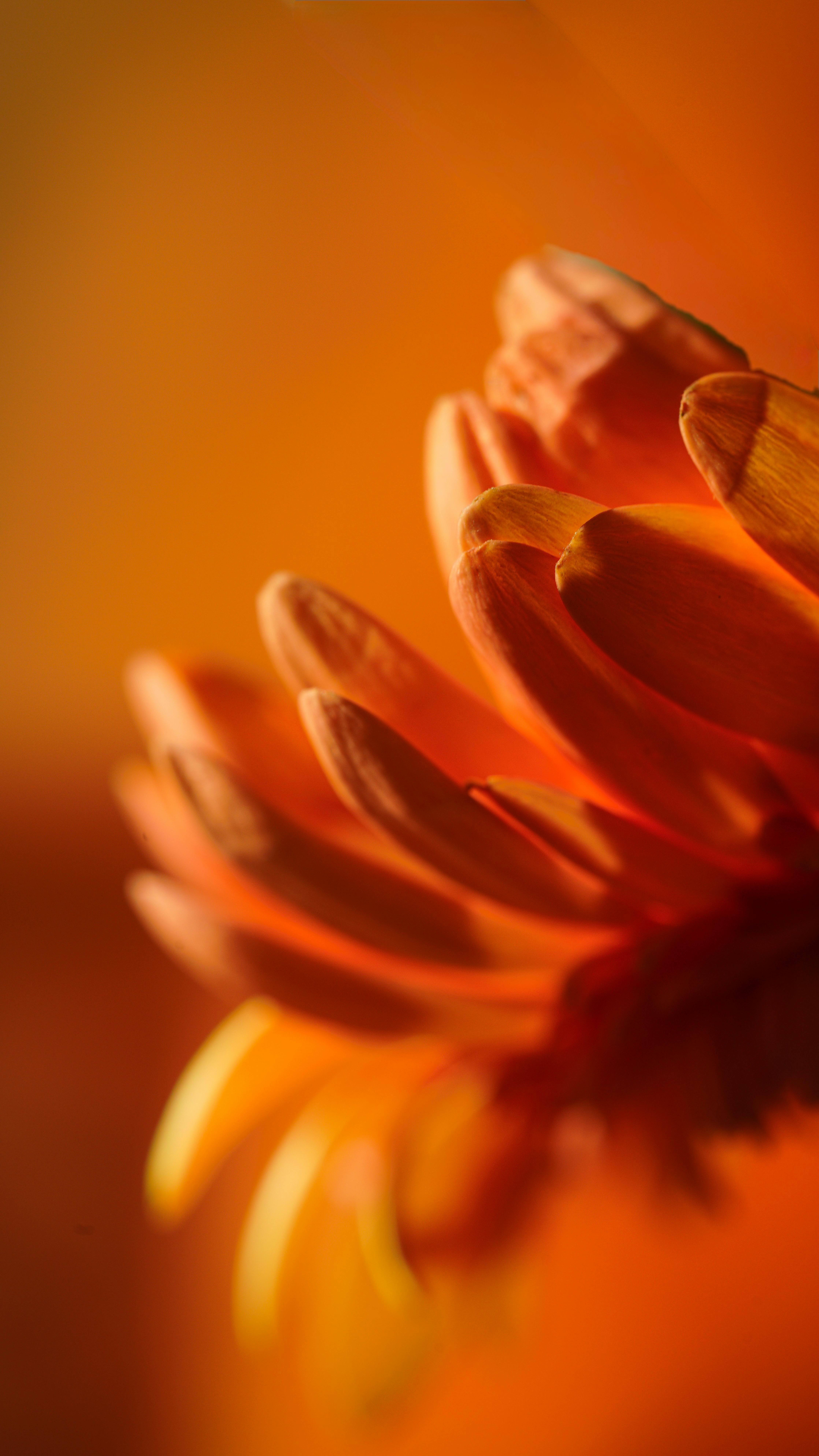 [ColoSach]-close-up-shot-of-vibrant-orange-flower-petals-with-soft-lighting,-highlighting-delicate-textures-and-details.
