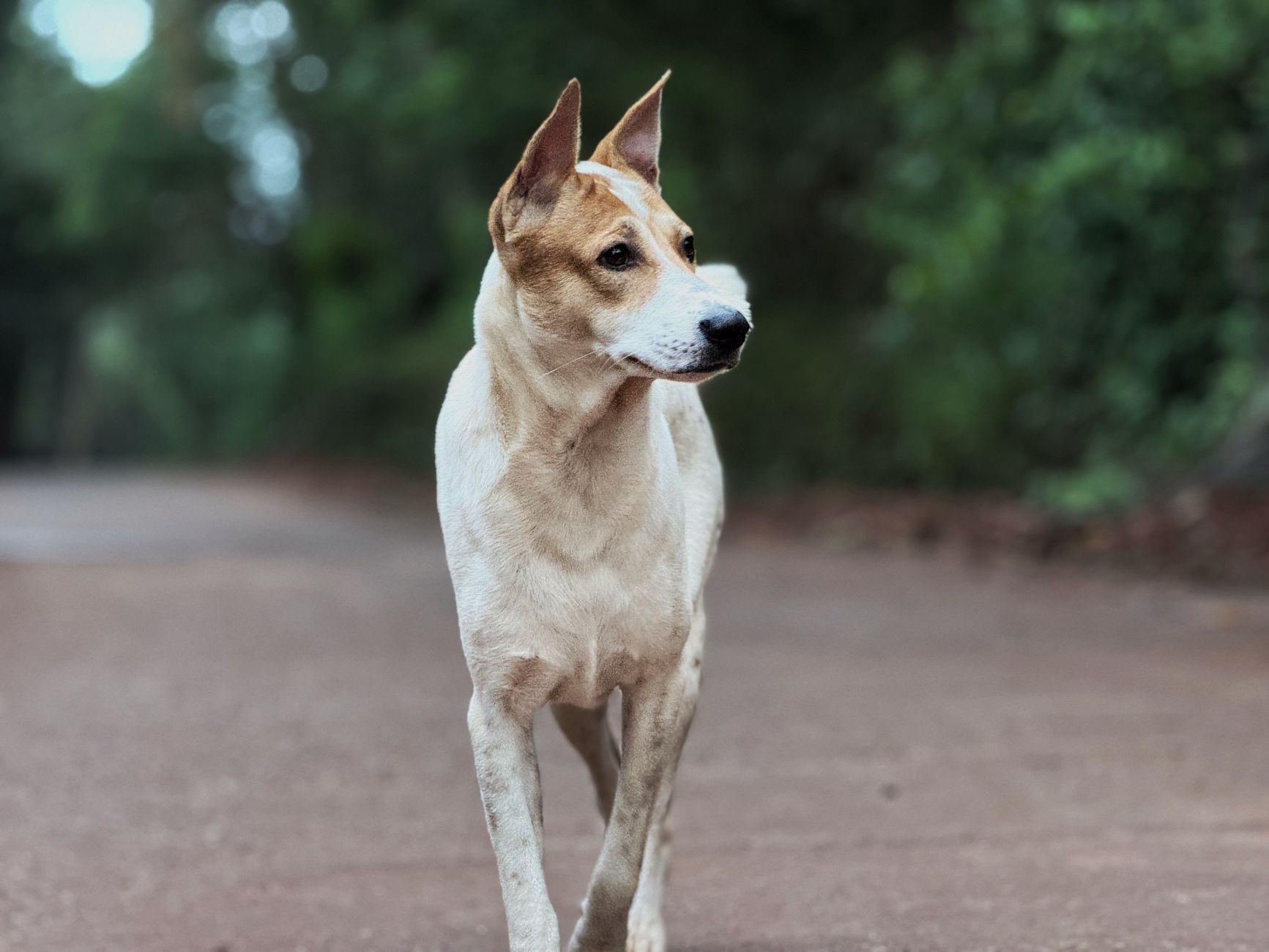 Portrait of a dog at a veterinary clinic