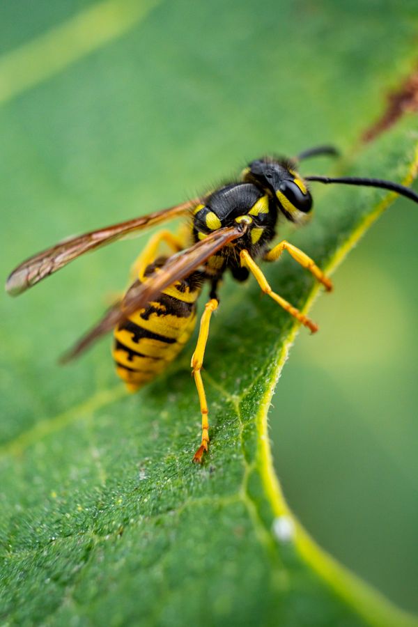 Wespe auf einem Blatt
