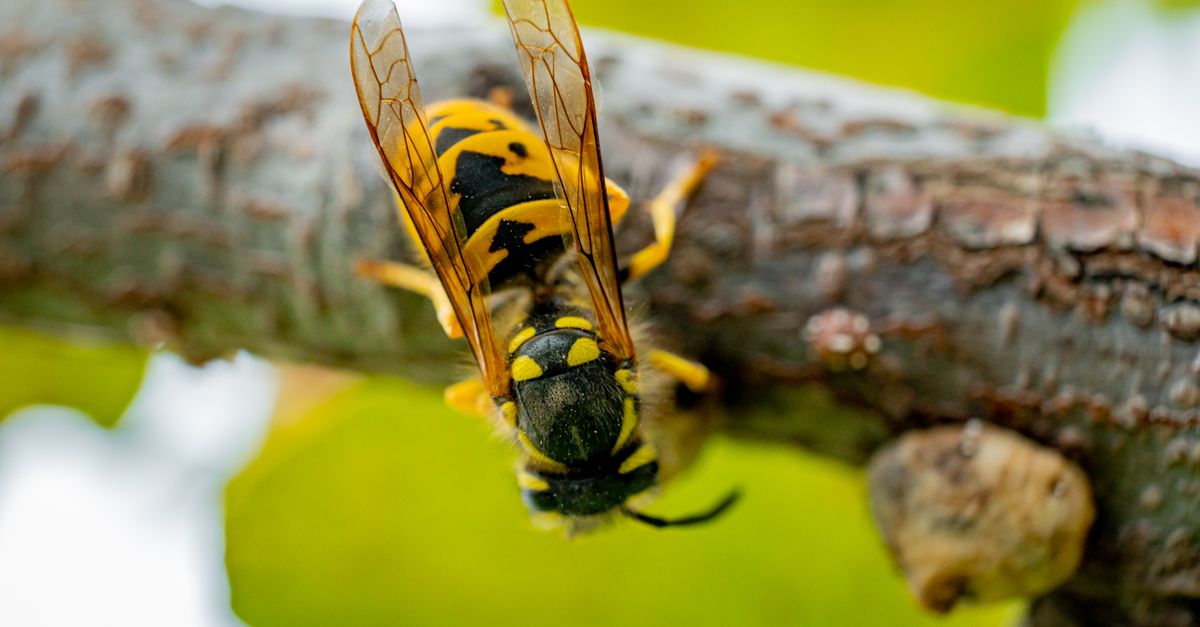 Frelon européen : Identification et dangers