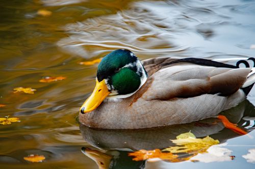 Free A vibrant mallard duck swimming peacefully amidst colorful autumn leaves on a serene pond. Stock Photo
