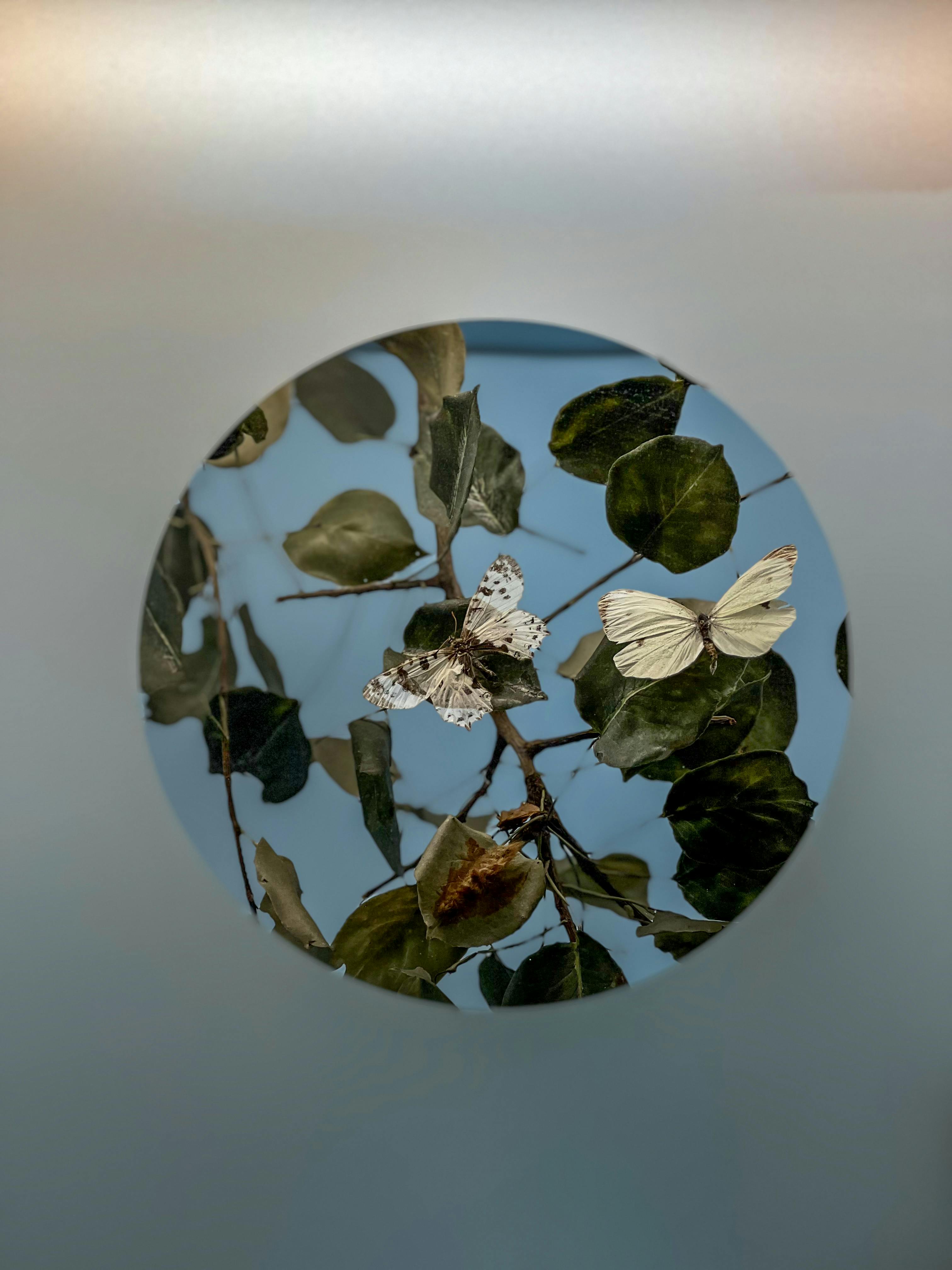 Bakırköy'de Yeşil Alanlı Evlerde Yaşamanın 5 Artısı: Huzurun Anahtarı Burada!