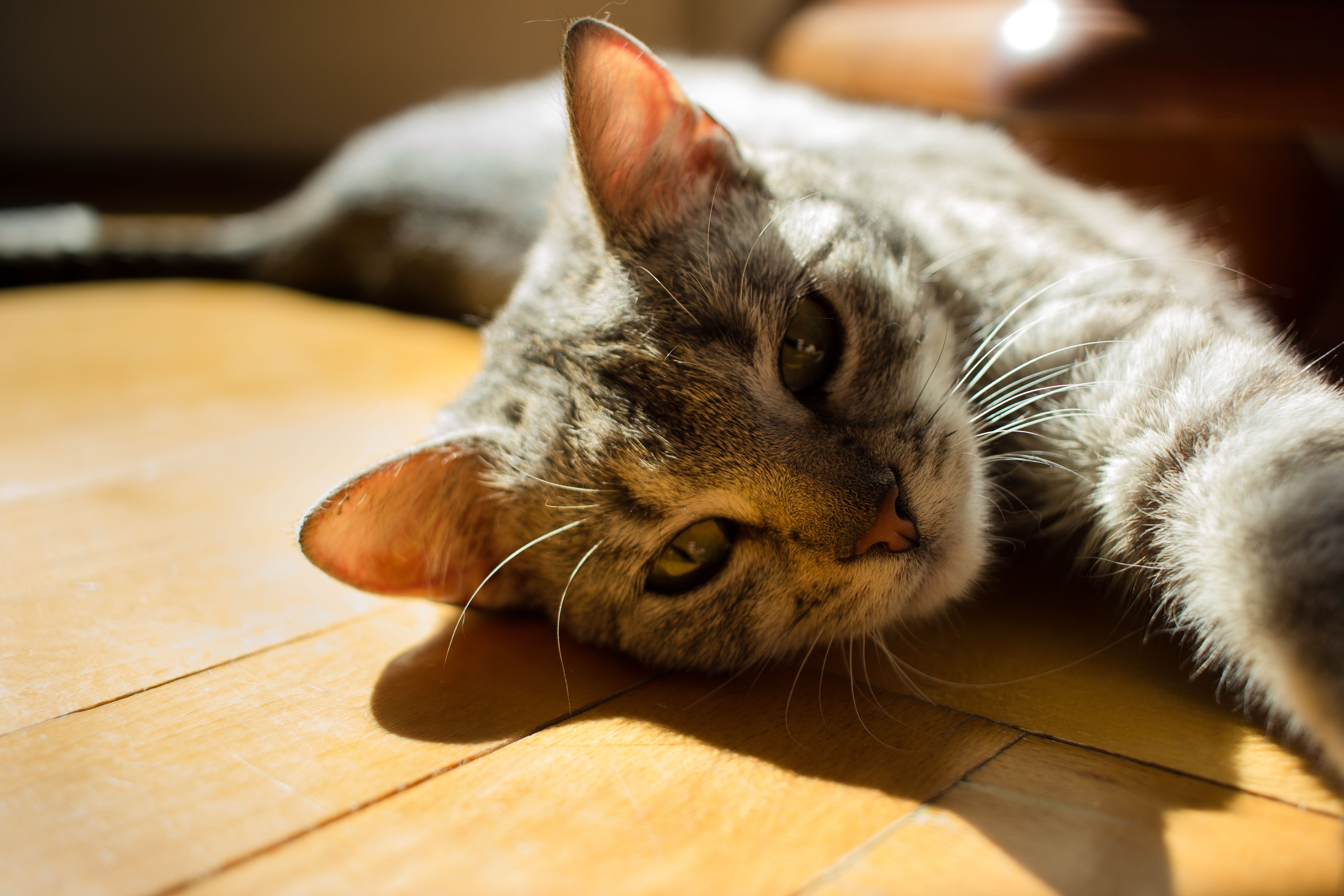 A cat undergoing diagnostic blood testing at a veterinary clinic