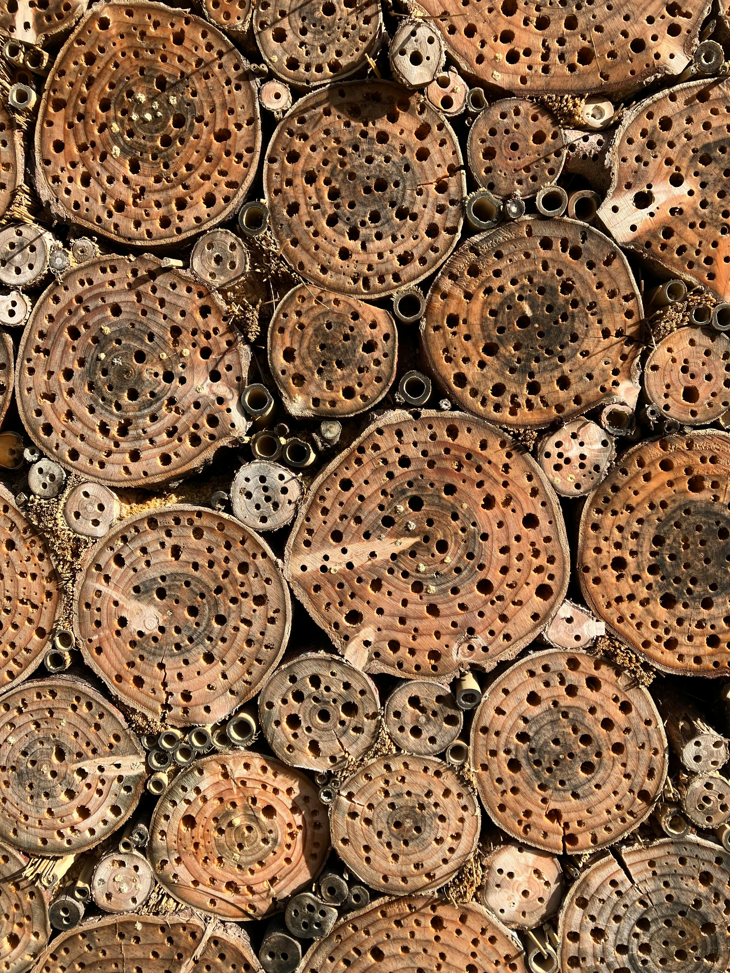 Close-up of drilled bamboo sticks for insect nesting, perfect for garden biodiversity.