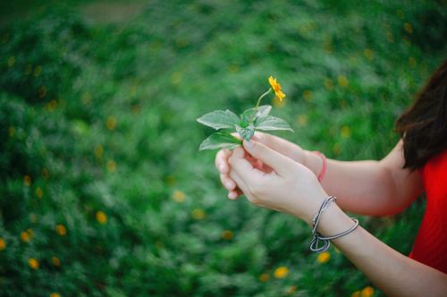 Free A woman in a red dress holds a yellow flower in a lush green field. Vibrant and serene. Stock Photo