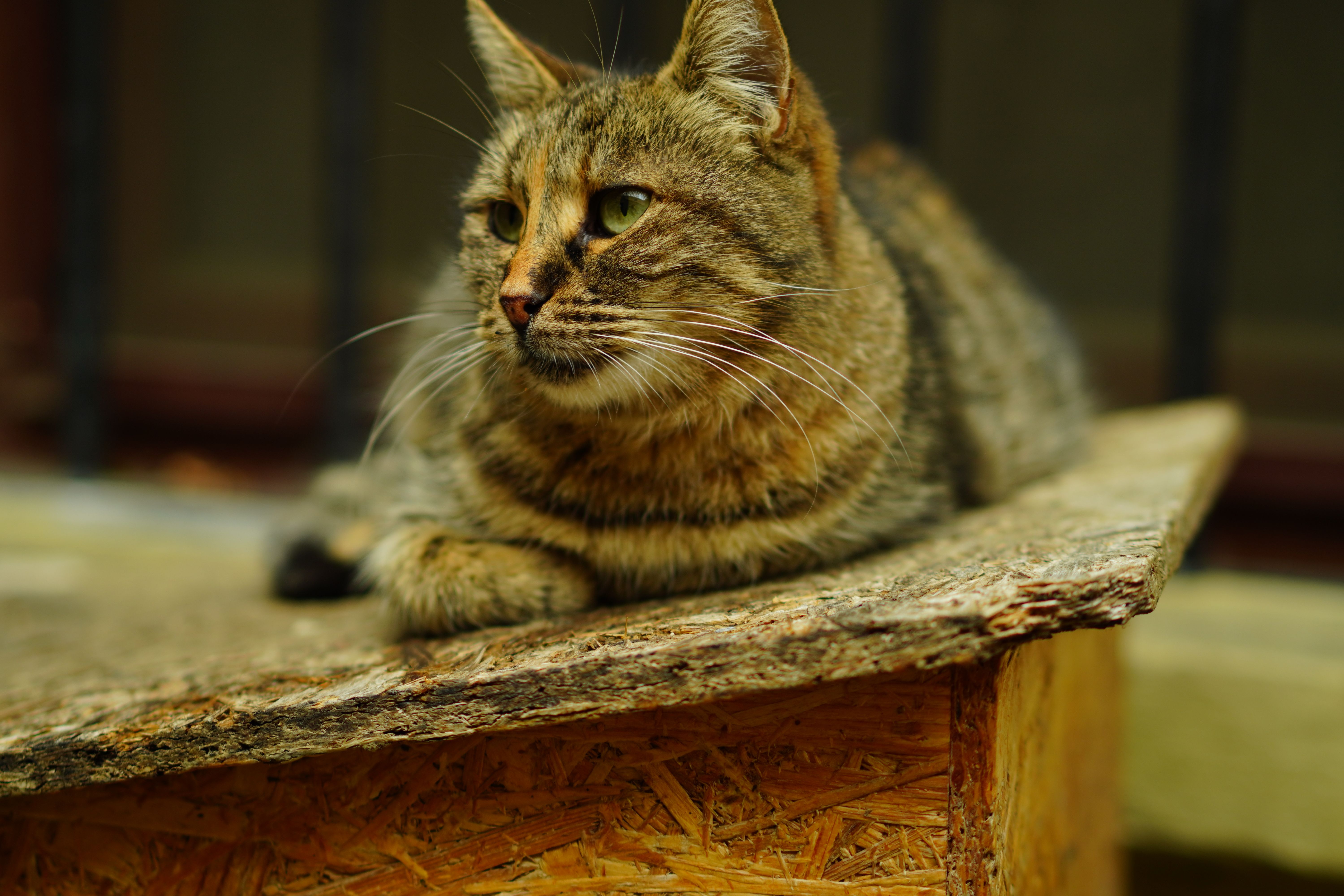 Veterinarian examining a cat during a checkup