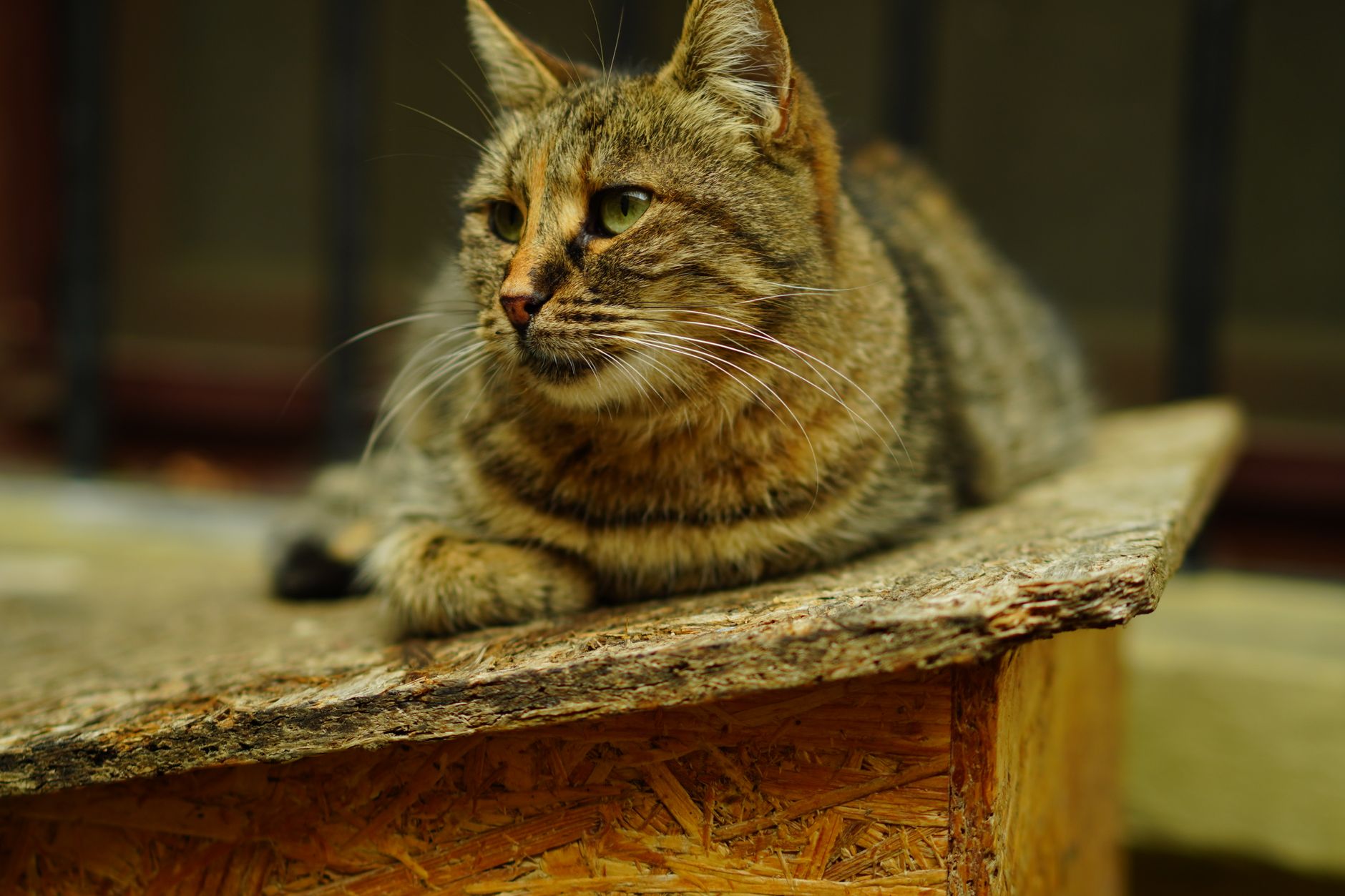 Veterinarian examining a cat during a checkup