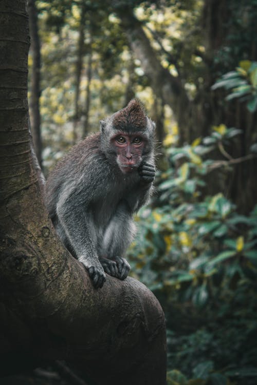 無料 茶色の木の枝に茶色の猿 写真素材